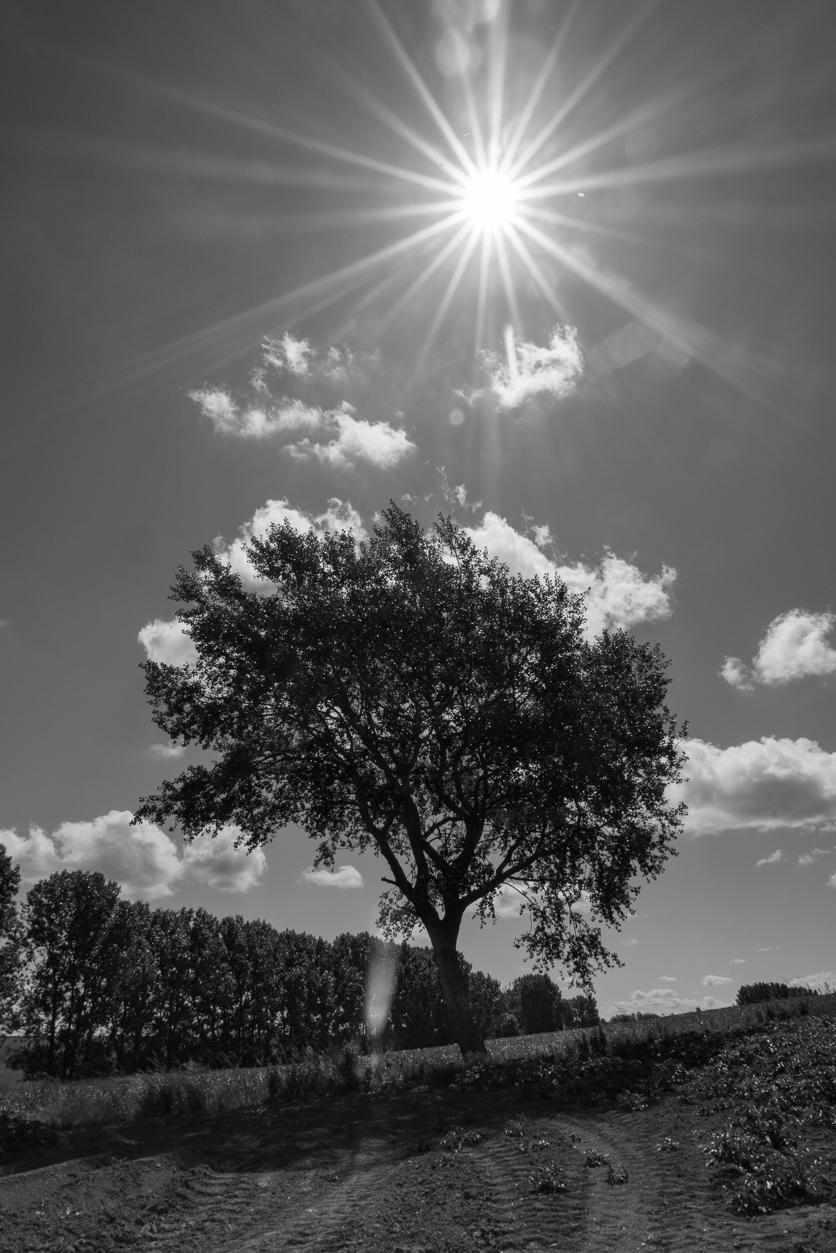 Arbre aux nuages, Marly