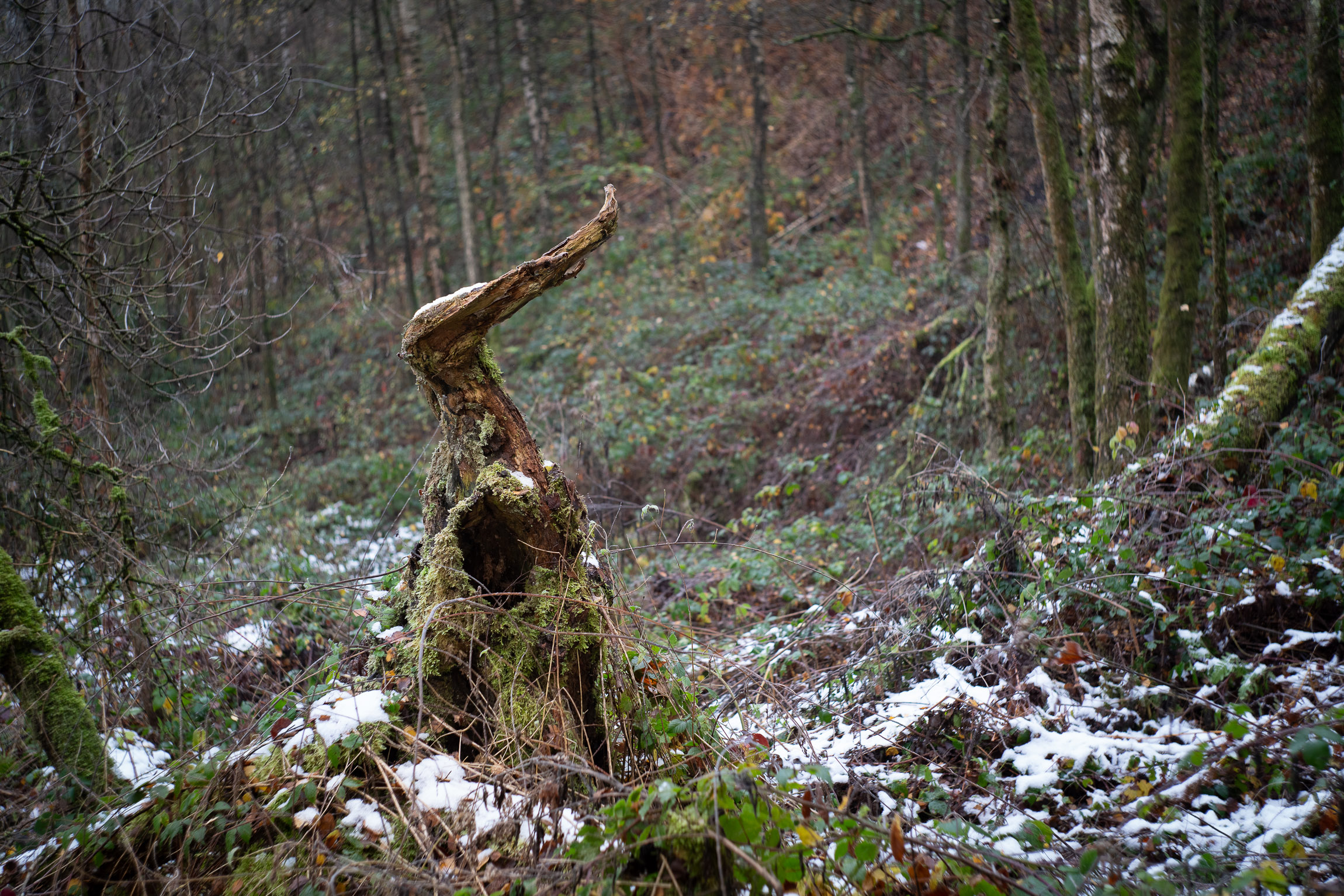 Mare Goriaux, Novembre 2025